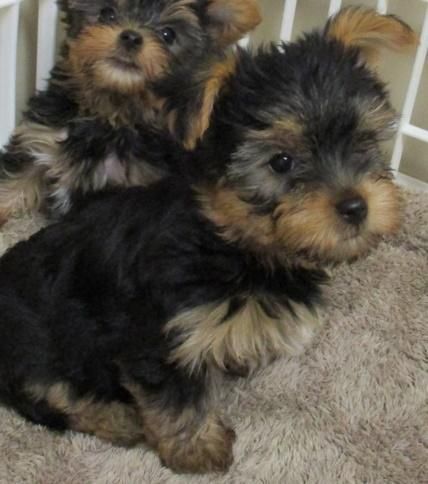 Cute Yorkie puppies