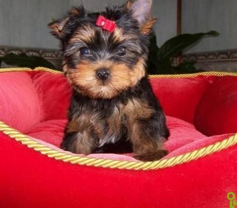 Well trained Yorkie puppies
