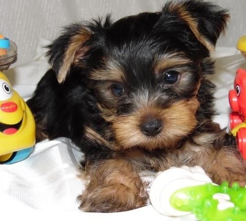 Gorgeous Yorkshire Terrier puppies