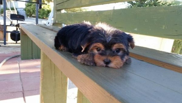 Male and female Yorkie puppies Ready
