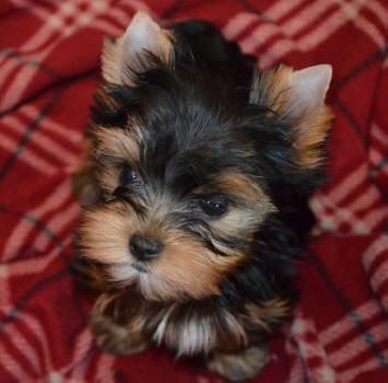 Absolutely Healthy Yorkie Puppy