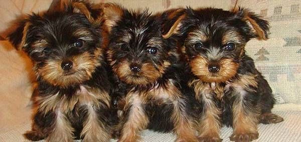 tiny teacup yorkie puppies