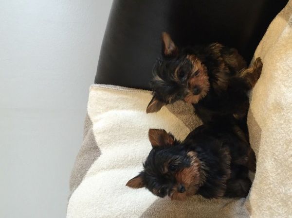 Male and Female Yorkie Puppies Available