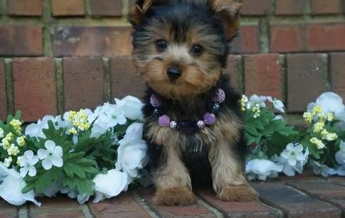 lovely yorkie pups***