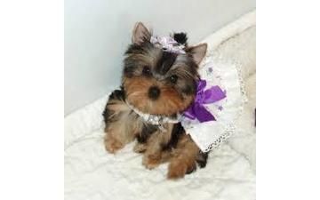 Yorkie puppies ready now ***