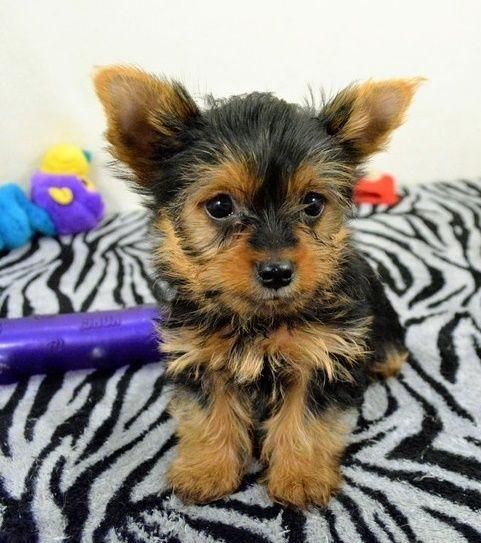 Beautifull Full Pedigree Yorkshire Terrier Puppies