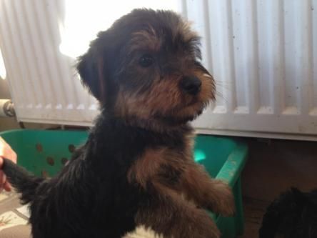 Yorkee puppies for adoption