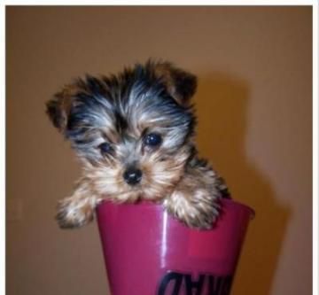 Purebred Yorkshire Terrier Puppies