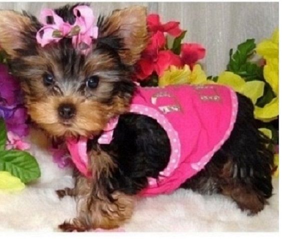 YORKIE PUPPIES , Yorkshire Terrier Puppies for sale ****