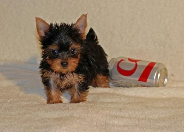Looking for a forever home for my Yorkshire terriers puppies