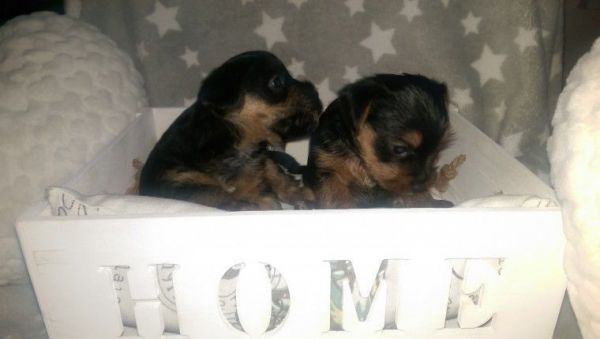 male and female puppies available