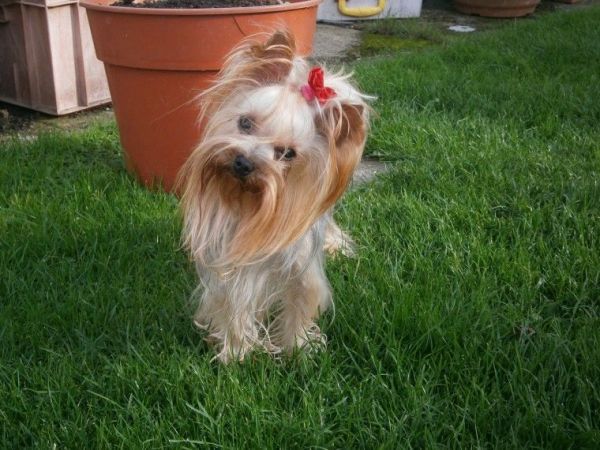 Toy Yorkshire Terrier Puppies Kc Reg All Now Sold