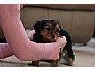 cute and healthy yorkie puppies for Adoption ***