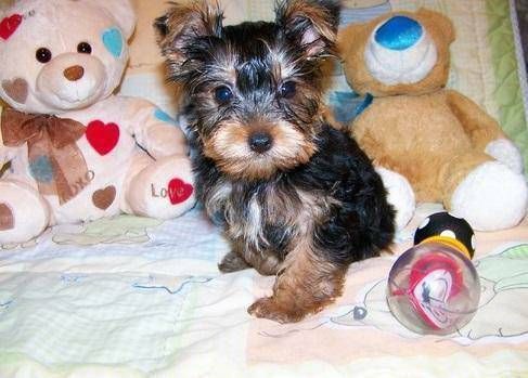cute Yorkie puppies