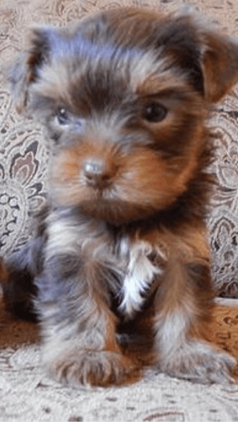 Yorkie babies