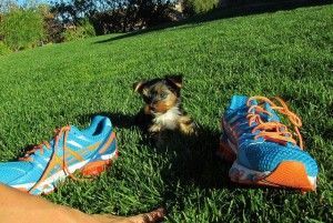 Purebred Tiny Yorkie Puppies