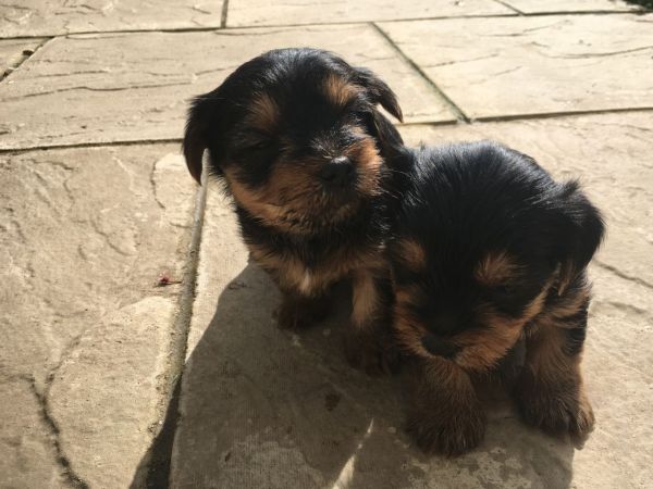 Yorkshire Terrier Puppies