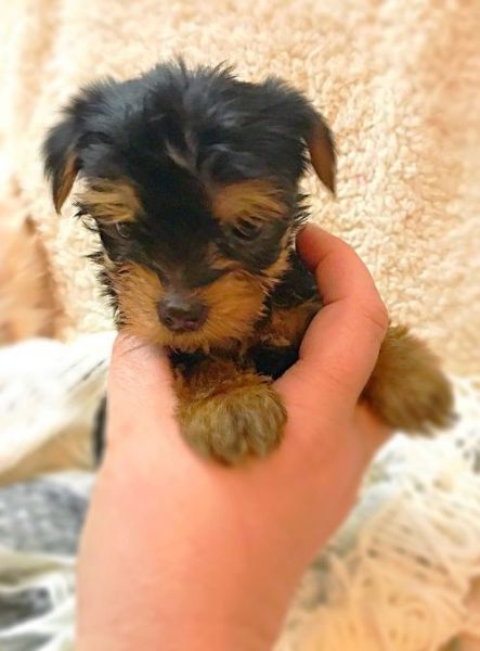 Yorkshire Terrier Puppies