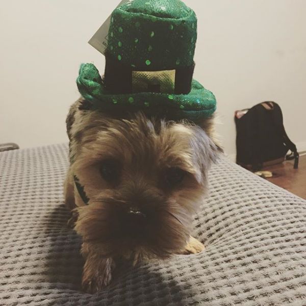 yorkshire puppy for sale