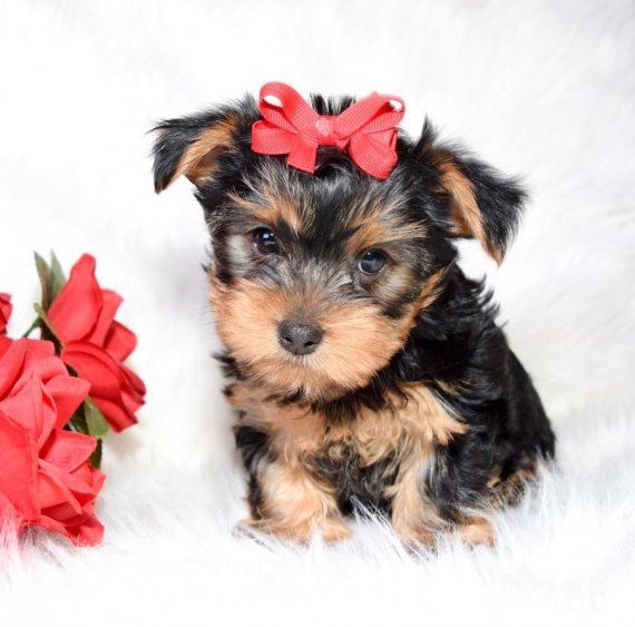 Beautiful Miniture Yorkshire Terrier Puppy