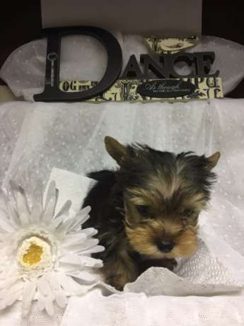 Pocket Yorkie Puppies for sale