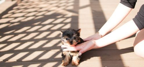 AKC Toy size Yorkie Puppies