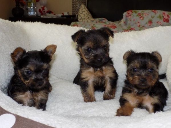 Tiny and Compact Yorkie