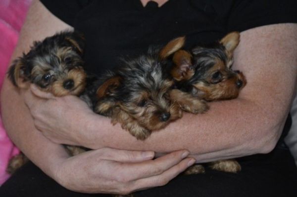 Male and Female Yorkie Puppies