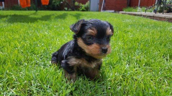 4 Girls 1 Boy Adorable Yorkies