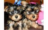 Adorable teacup yorkies for sale ***