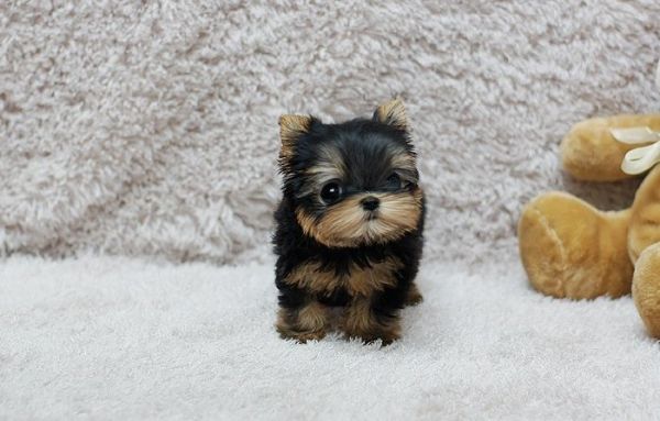 Teacup Yorkie Puppies.