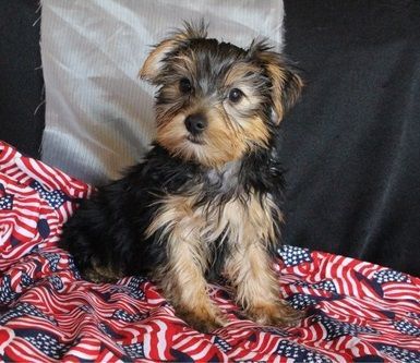 Gorgeous Yorkshire Terrier Puppies.
