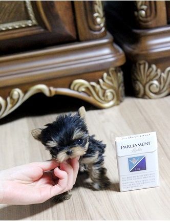 Tea Cup Yorkshire Terrier TEXT , ***