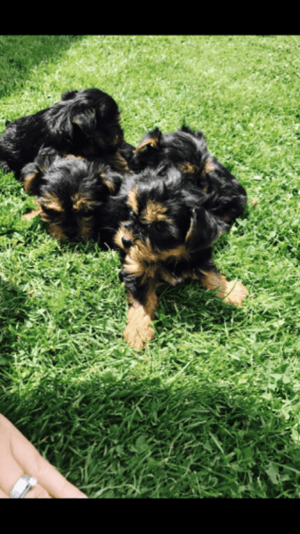 Beautiful AKC Yorkie Pups For Sale