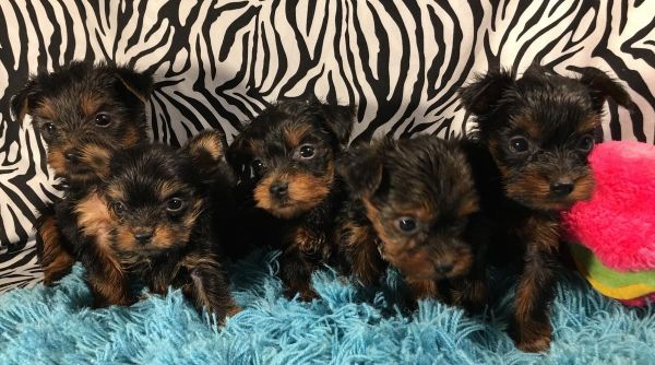 Lovley AKC Yorkshire Terrier Pups