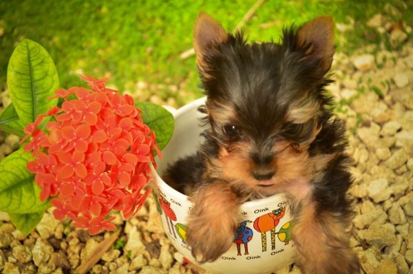 Gorgeous Teacup Yorkie Puppies (***) ***-***4