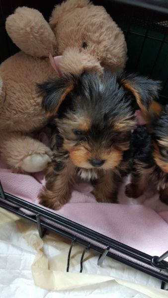 Yorkshire Terrier Puppies