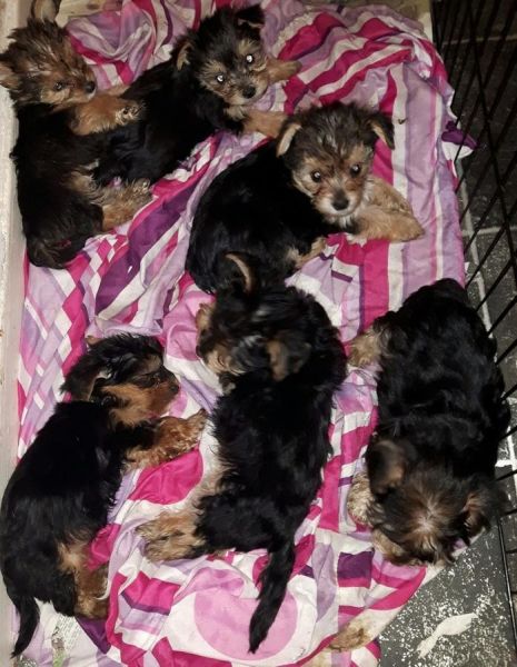 Beautiful Yorkshire Terrier Puppies.