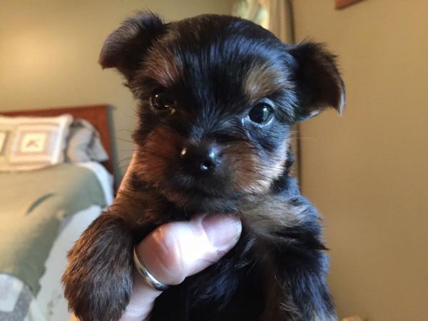 yorkie puppies needs a new home text #(***) ***-***1