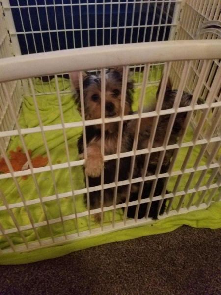 Gorgeous AKC Yorkshire Terrier Puppies.