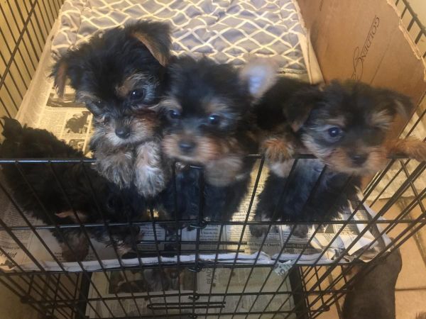 Nicelooking Yorkshire Terrier Puppies.