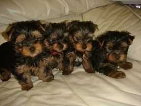 Sweet Teacup Yorkie Puppies,call(***) ***-***6