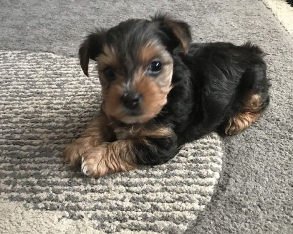 Yorkie Puppies