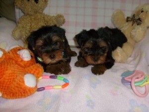 Quality Tiny Yorkie Puppies