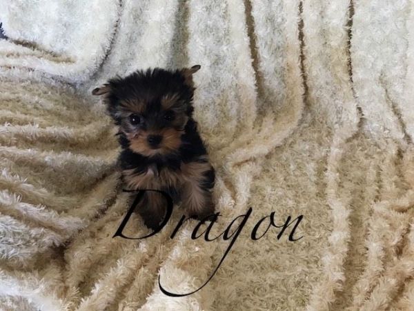 Yorkshire Terrier - Dragon - Male