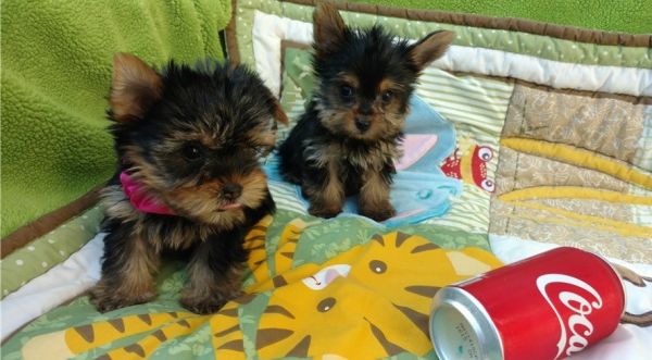 Adorable Male and Female Yorkshire Terrier Puppies