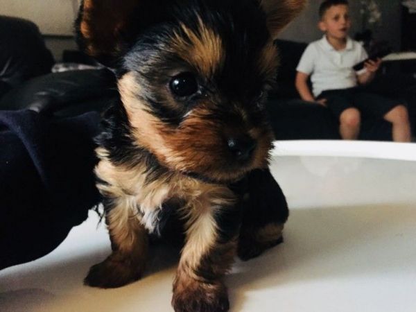 Tiny Yorkie pups
