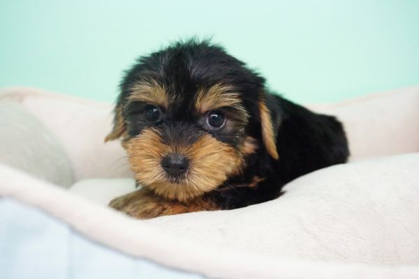 Yorkie Puppy – Female- Yoko ($1,799)