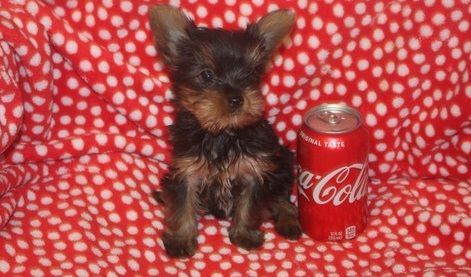Healthy Male and Female Teacup Yorkie Puppies text (***) ***-***7