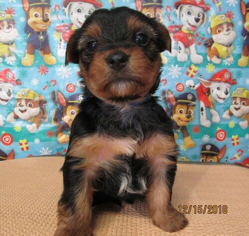 Darling yorkie puppies
